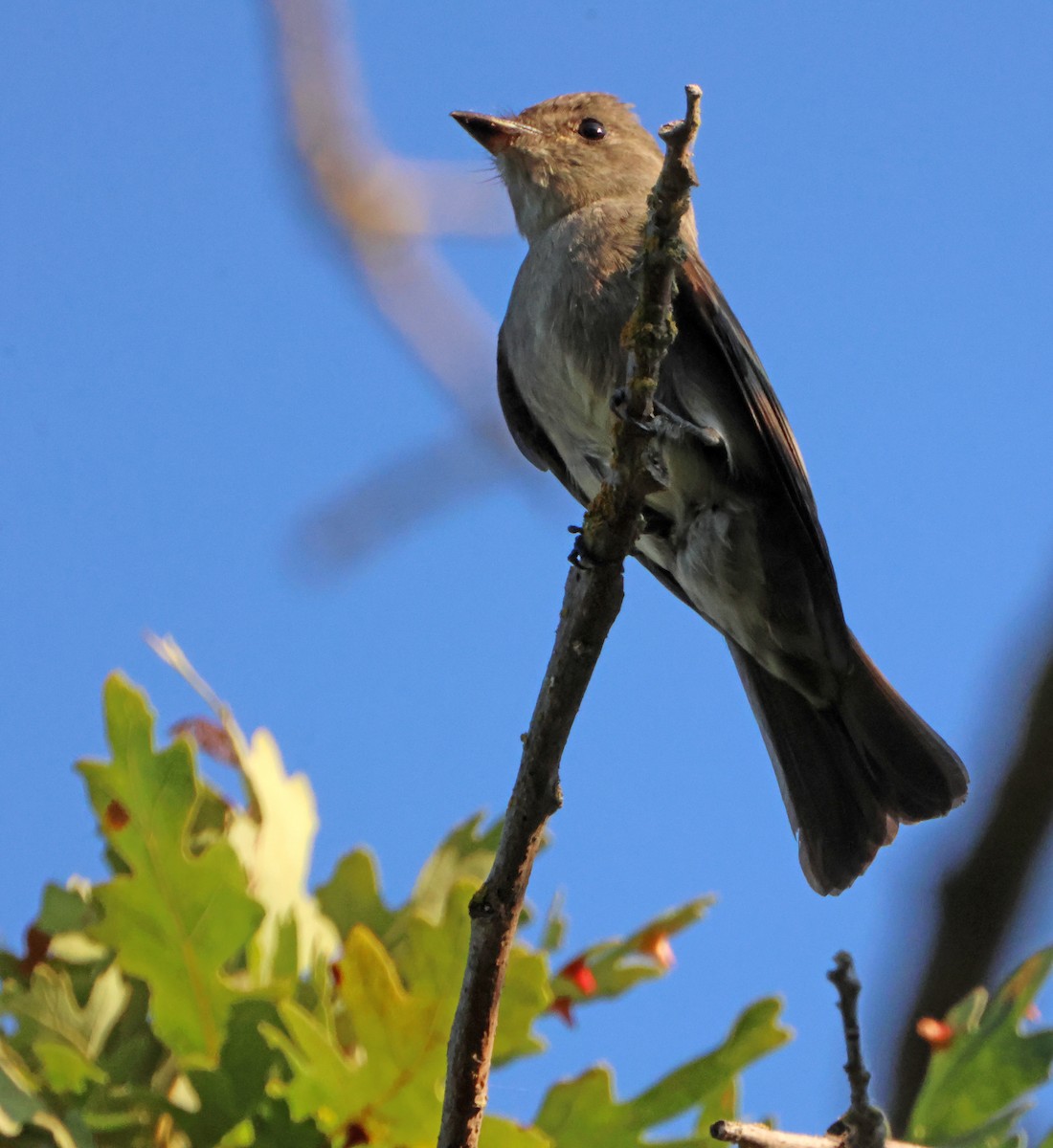 Pioui de l'Ouest - ML645577734