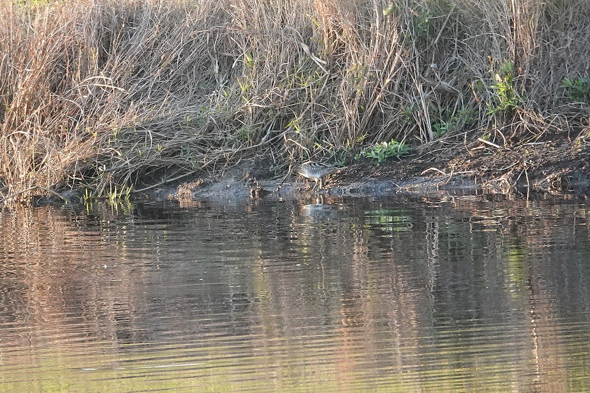 Wilson's Snipe - ML645577735