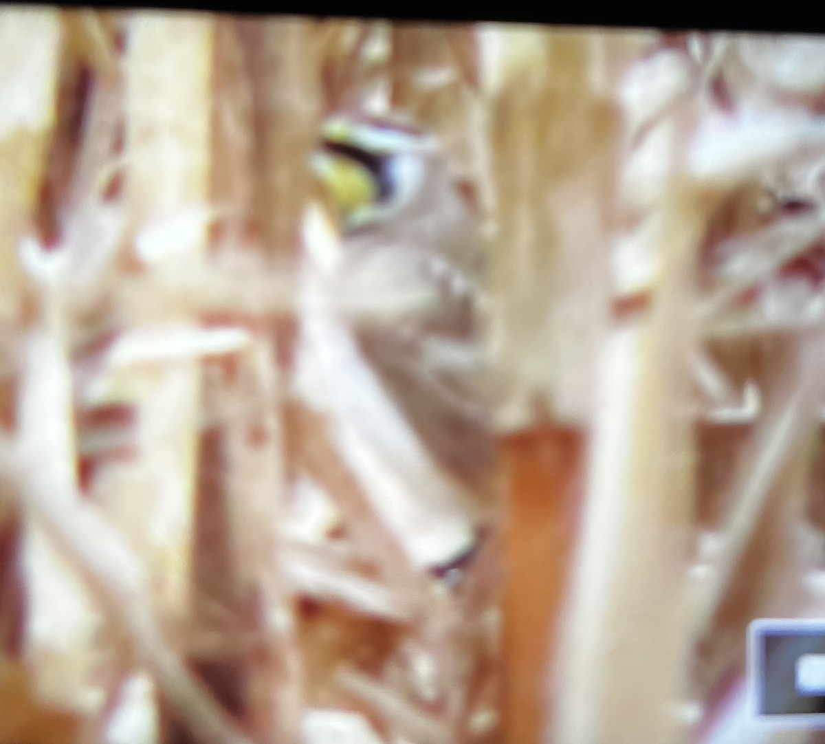 Horned Lark - ML645577736