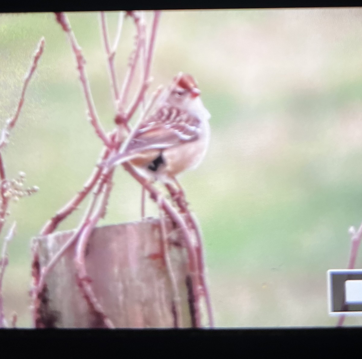 White-crowned Sparrow - ML645577749