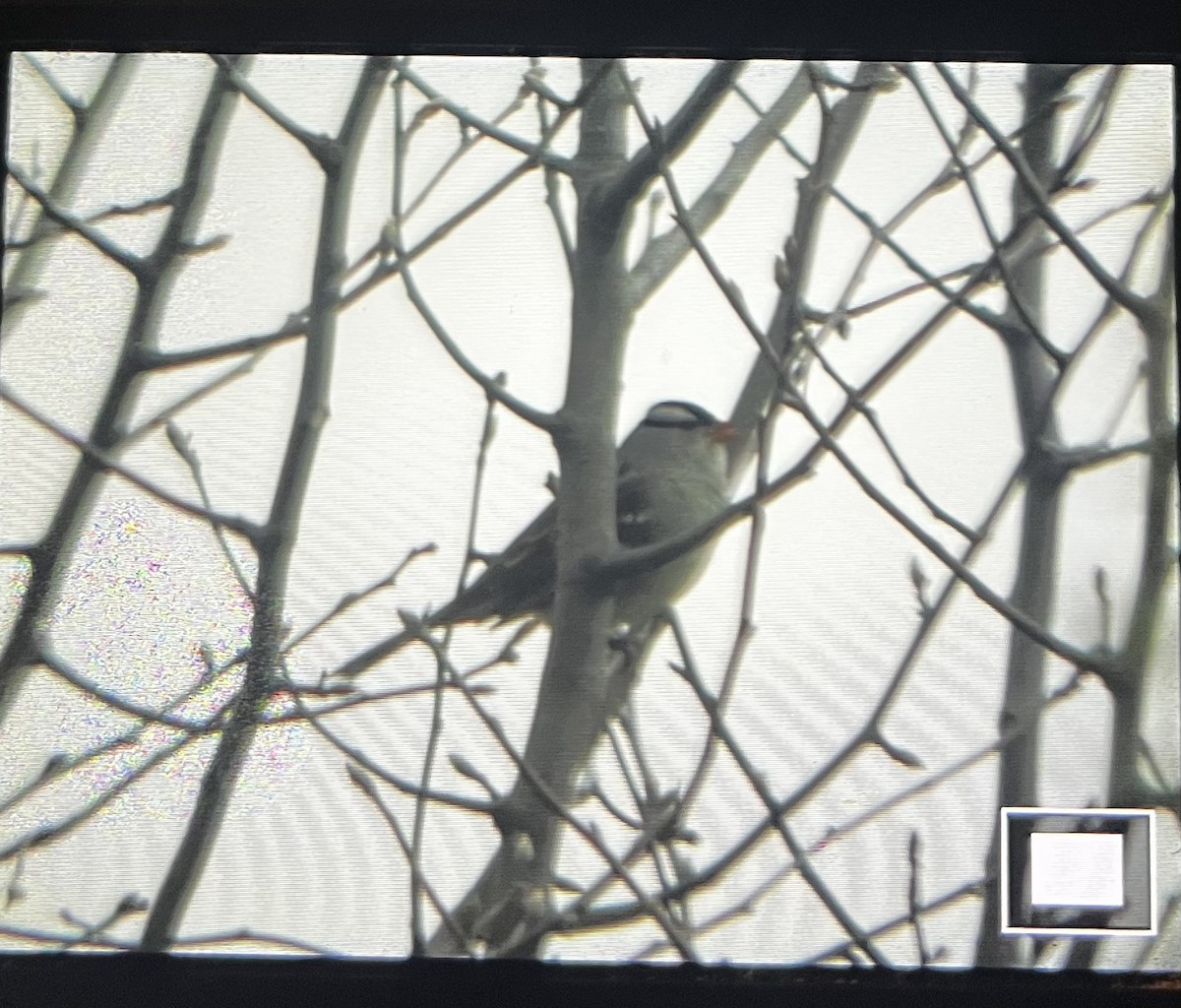 White-crowned Sparrow - ML645577750