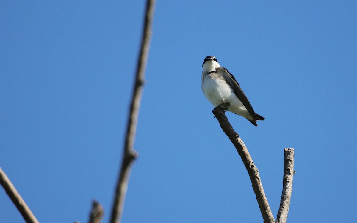 White-rumped Swallow - ML645577752