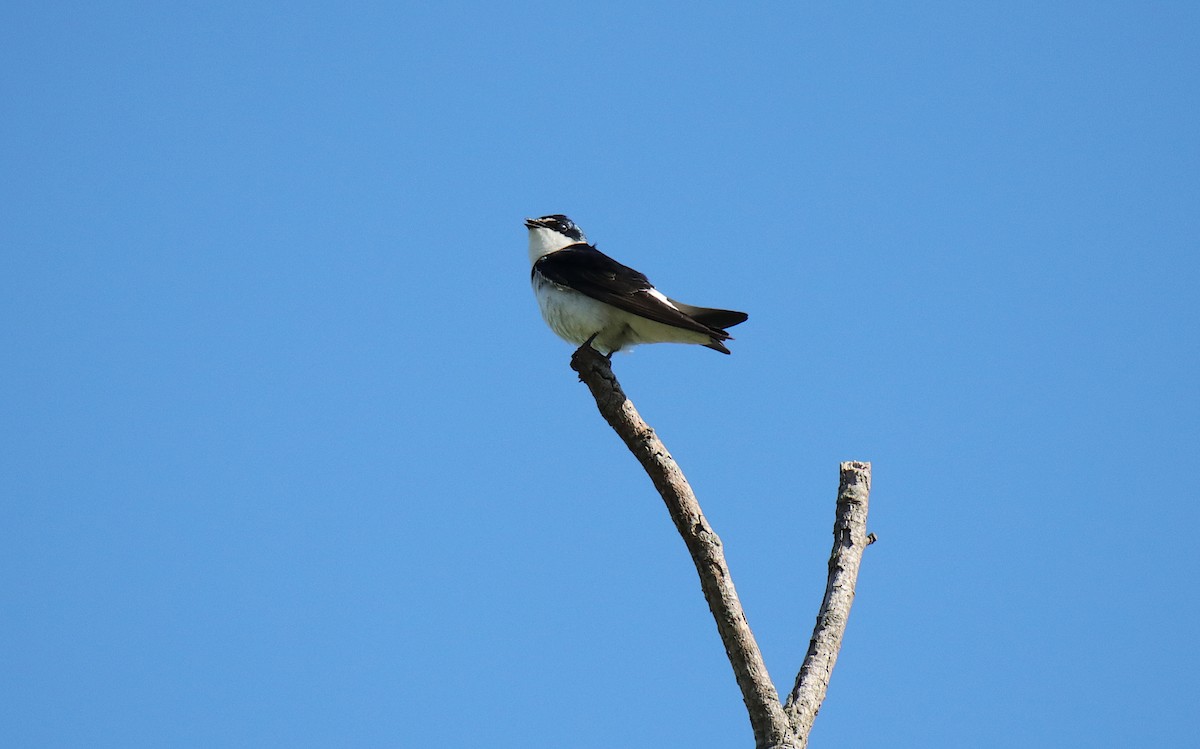 White-rumped Swallow - ML645577753
