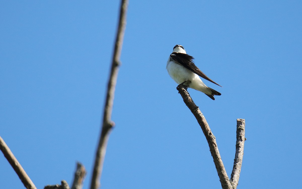 White-rumped Swallow - ML645577754