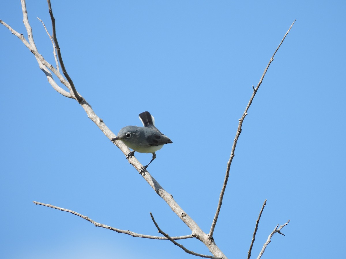 ברחשית כחלחלה - ML645577755
