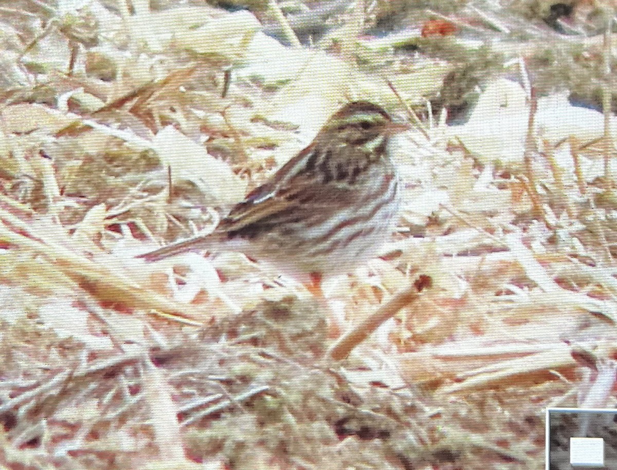 稀樹草鵐 - ML645577756