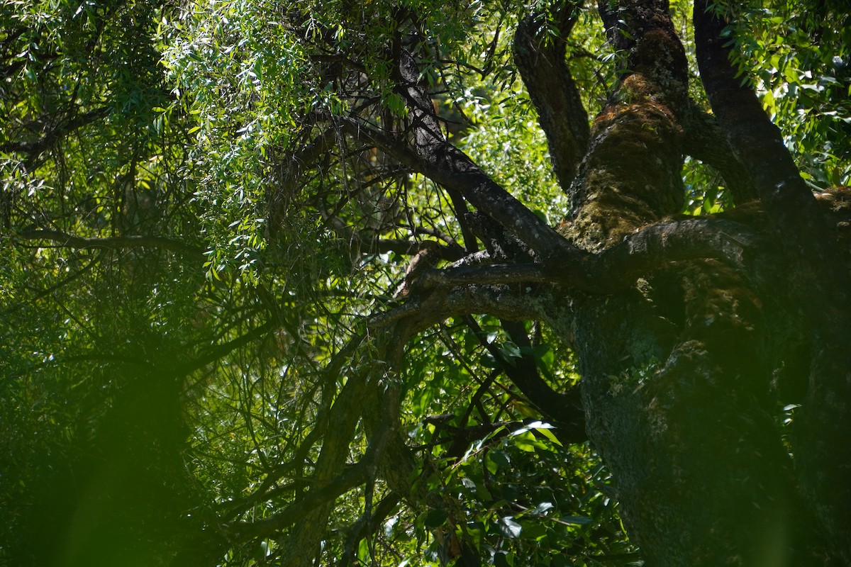 Austral Pygmy-Owl - ML645577777
