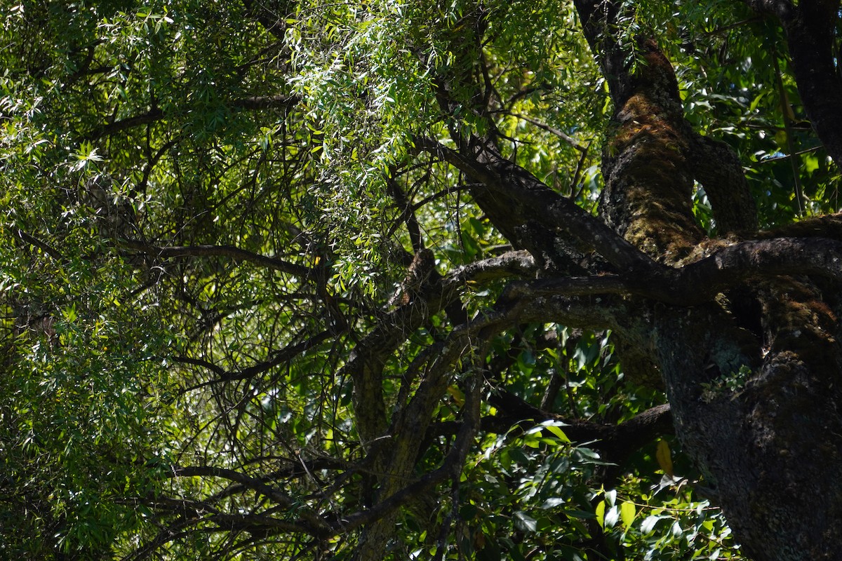 Austral Pygmy-Owl - ML645577778
