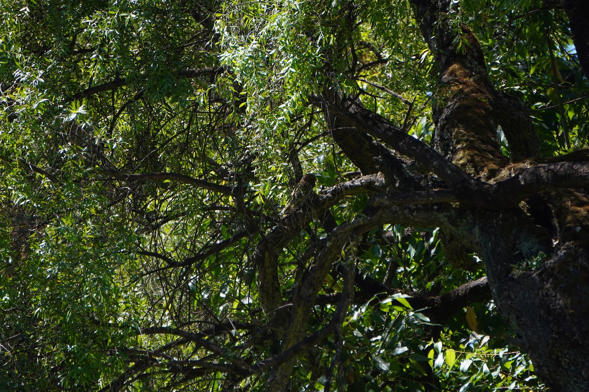 Austral Pygmy-Owl - ML645577779