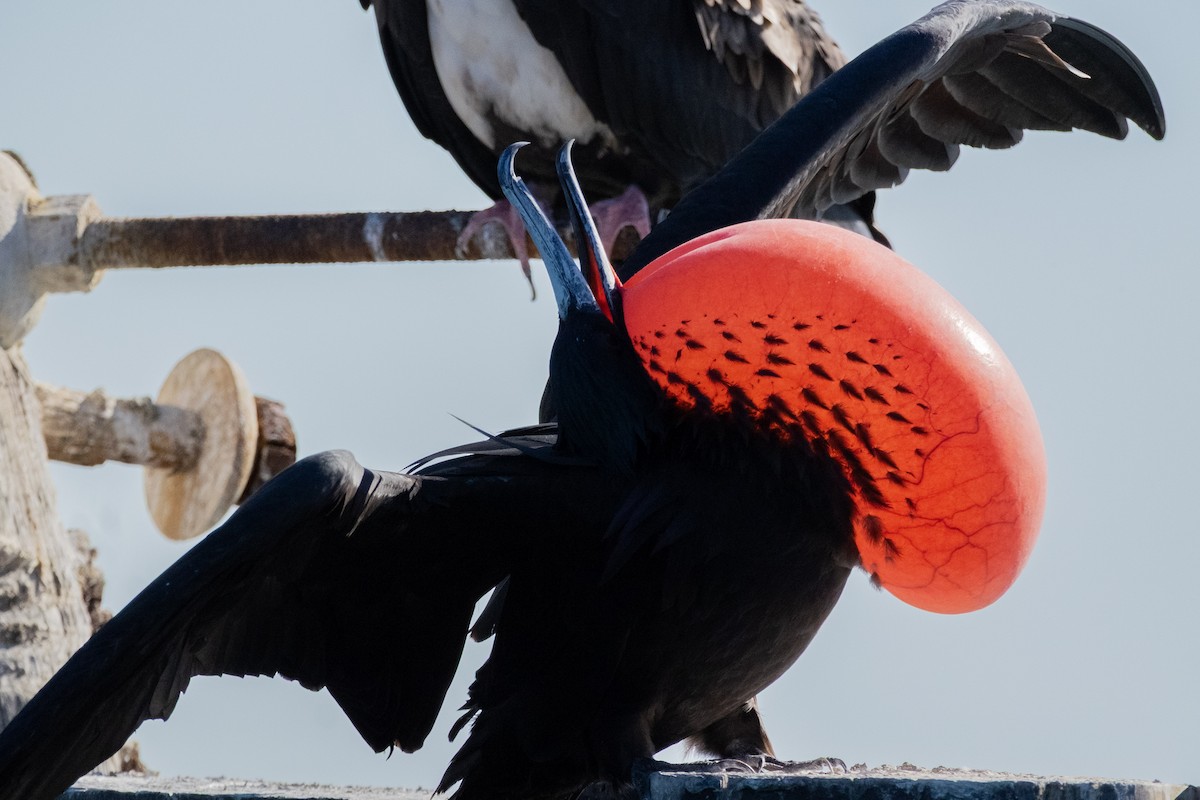 Magnificent Frigatebird - ML645577785