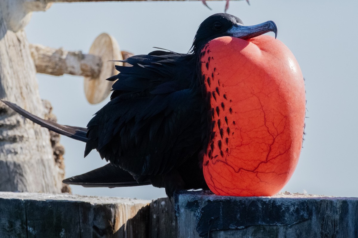 Magnificent Frigatebird - ML645577786
