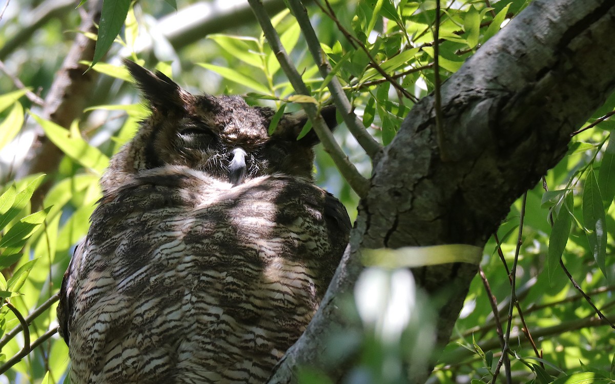 Great Horned Owl - ML645577791