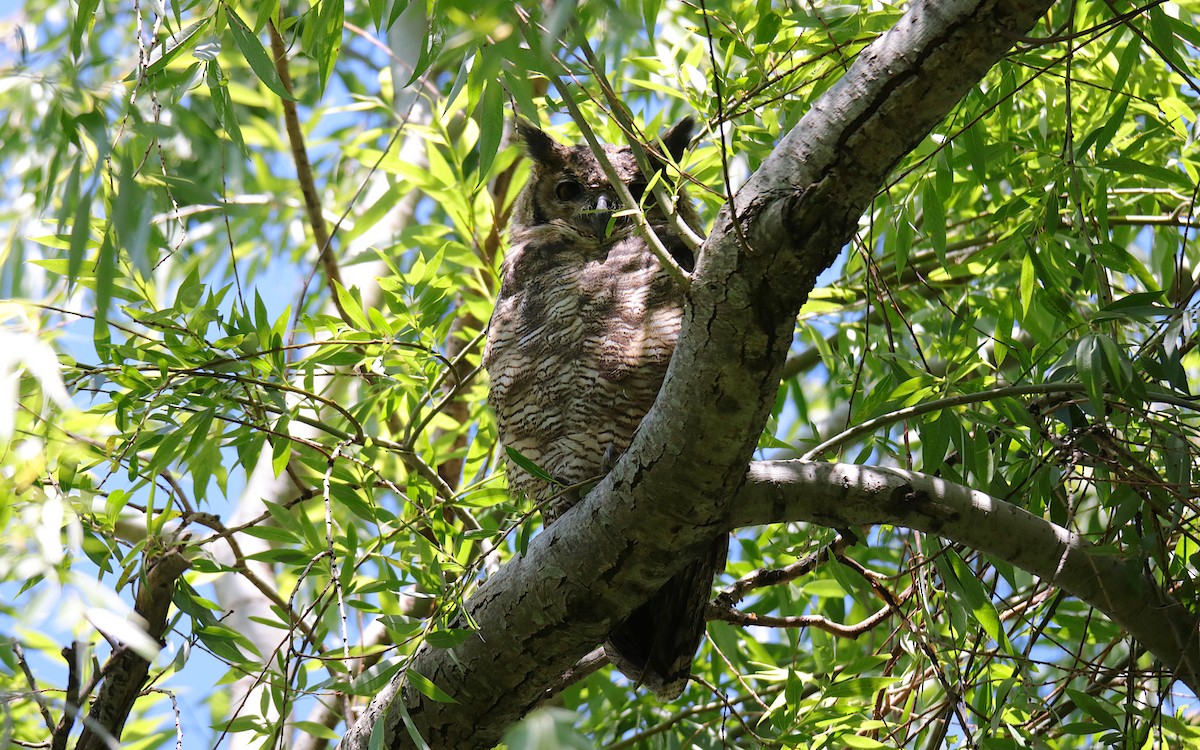 Great Horned Owl - ML645577792