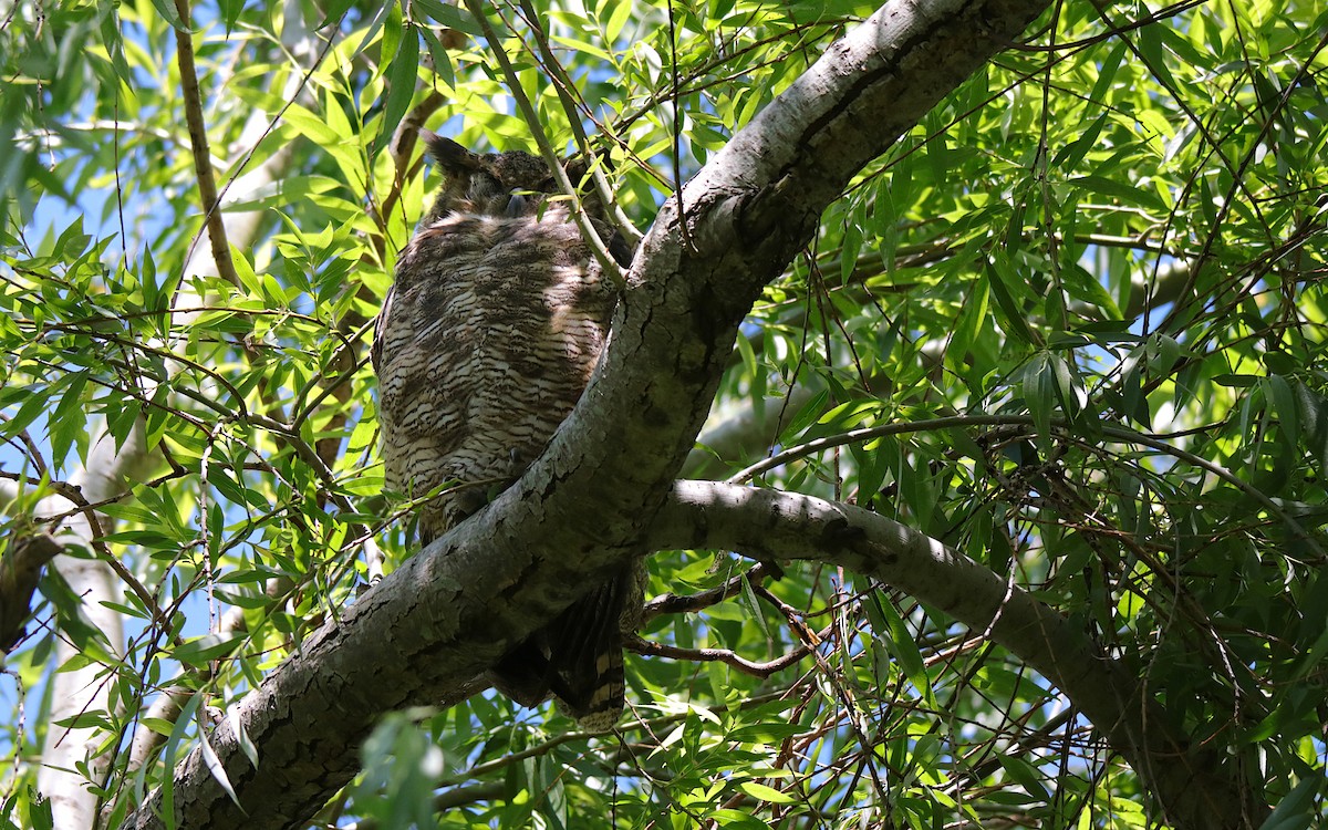 Great Horned Owl - ML645577794