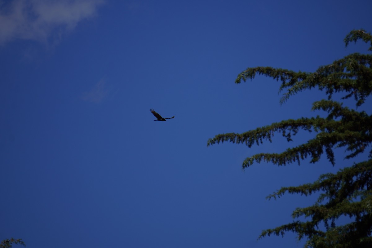 Black Vulture - ML645577797