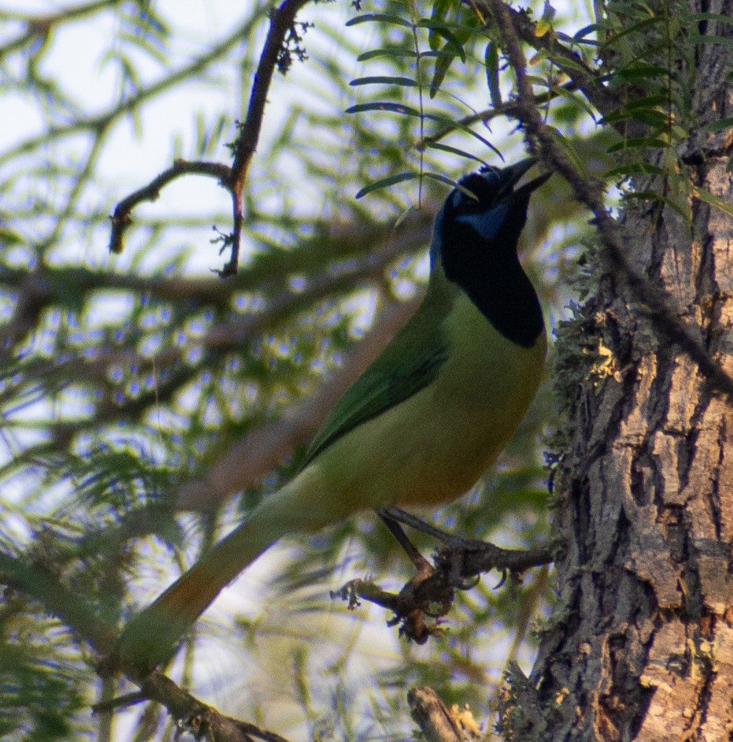 Geai vert - ML645577798