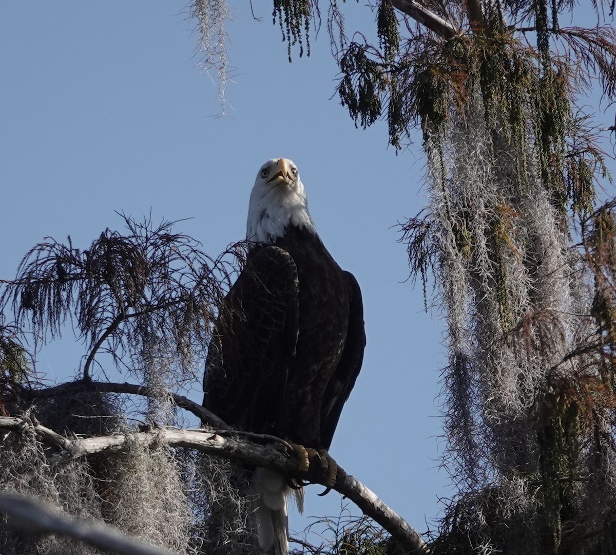 Pygargue à tête blanche - ML645577800