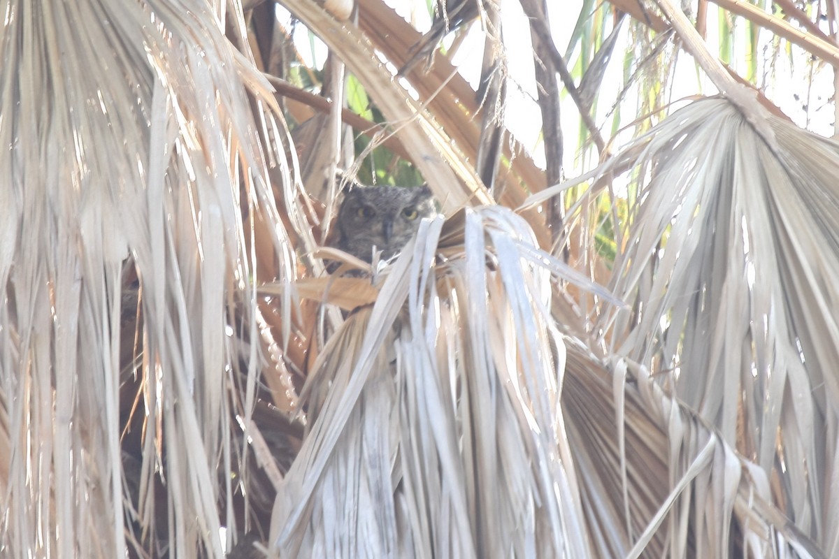 Spotted Eagle-Owl - ML645577801