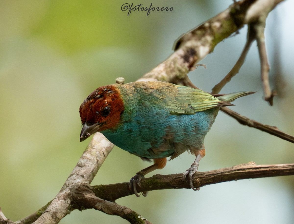 Calliste rouverdin - ML645577807