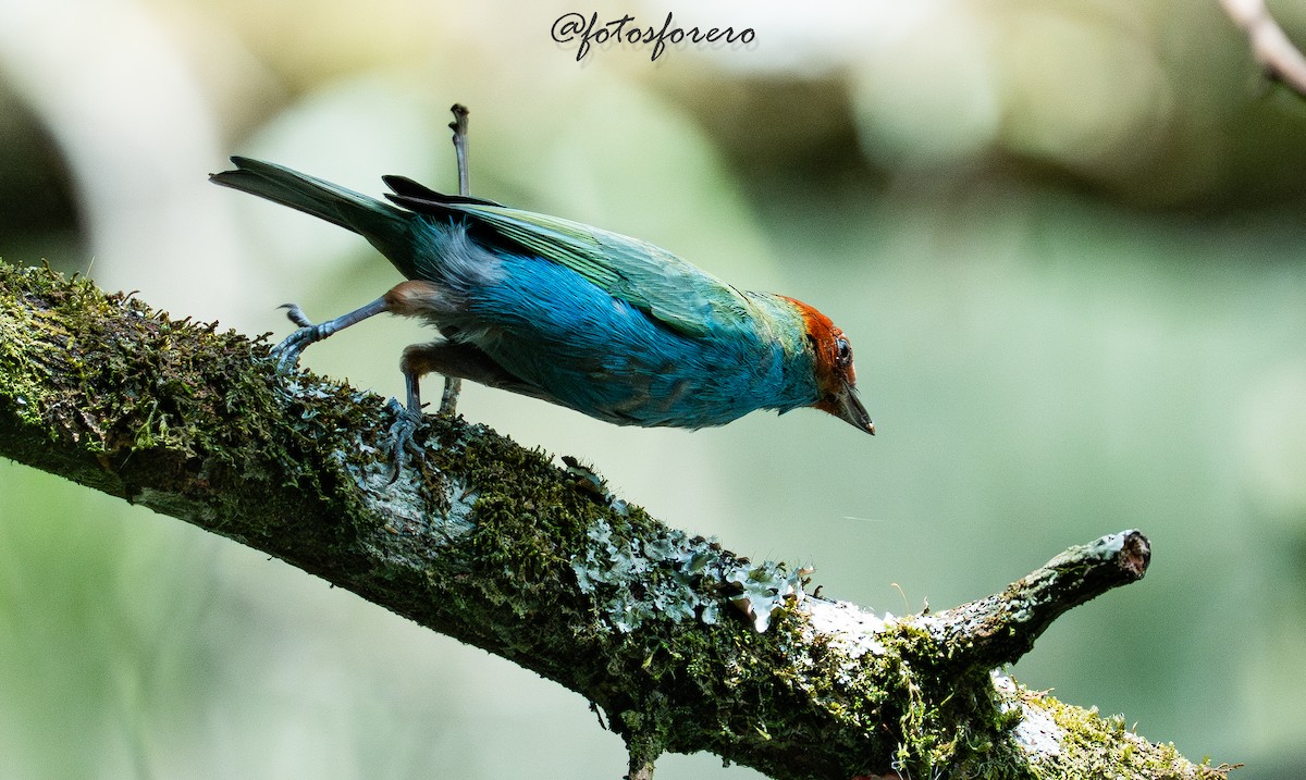 Calliste rouverdin - ML645577808