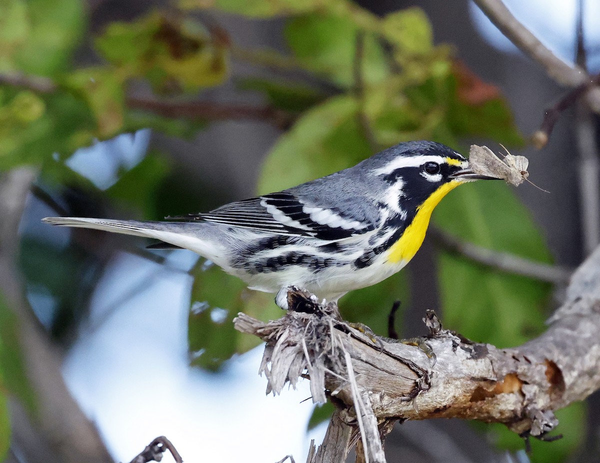 Yellow-throated Warbler - ML645577809