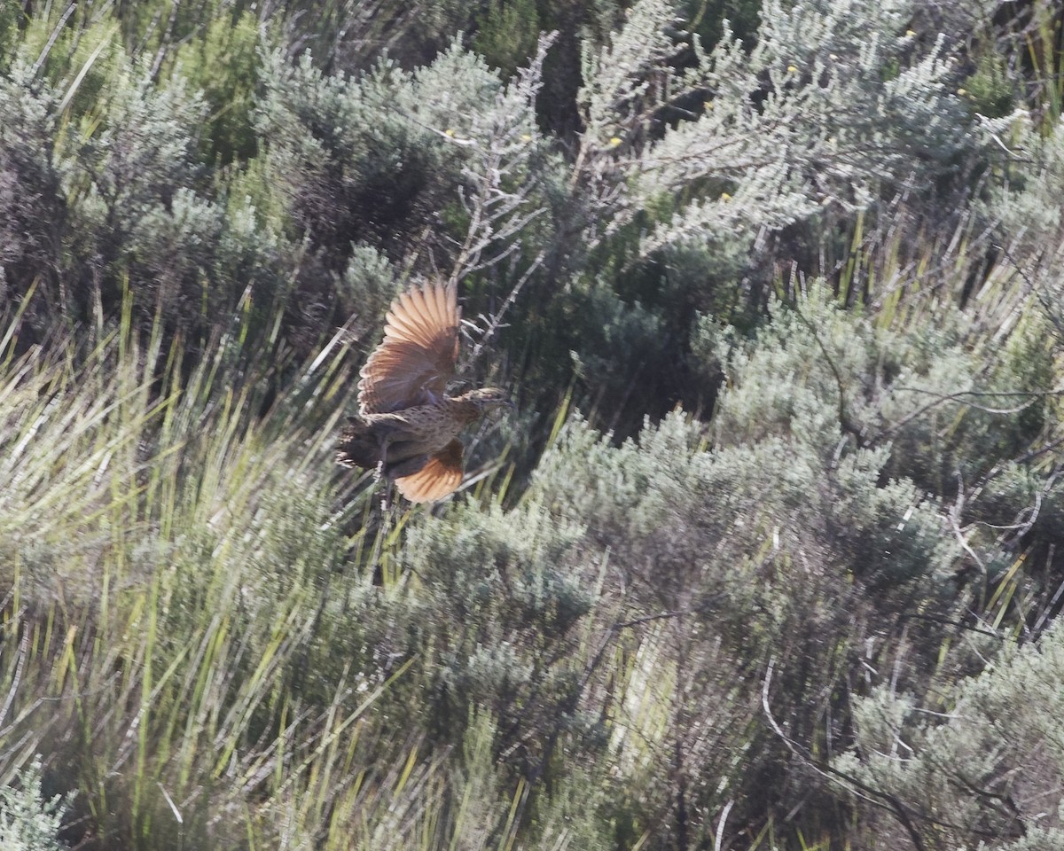 Elgon Francolin - ML645577817