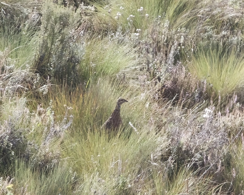 Elgon Francolin - ML645577818