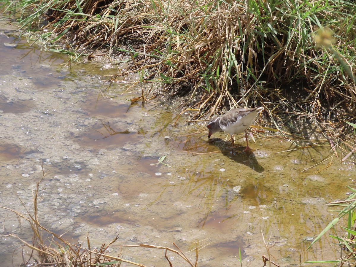 Chorlitejo Tricollar (Africano) - ML645577819
