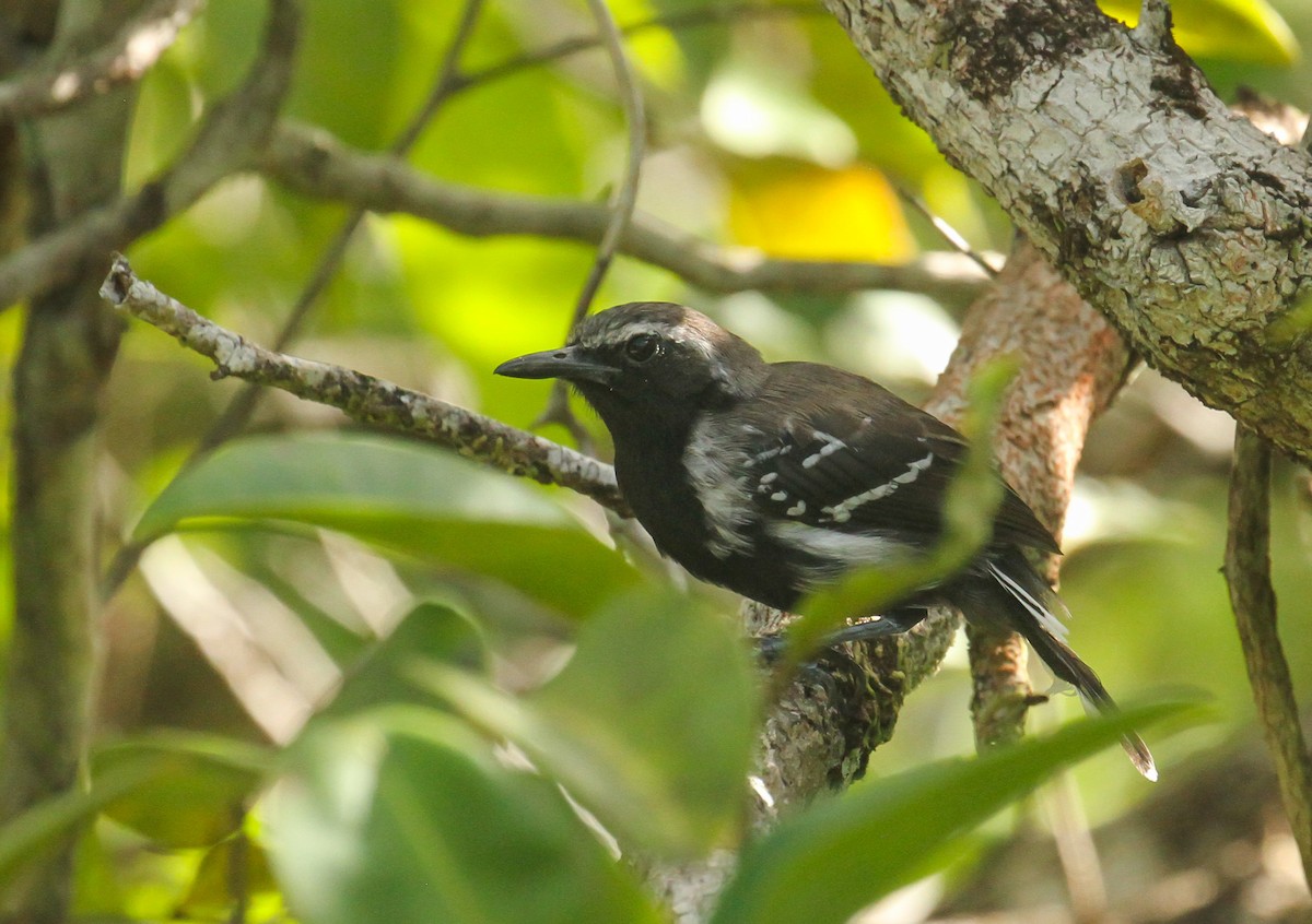 Southern White-fringed Antwren - ML645577821