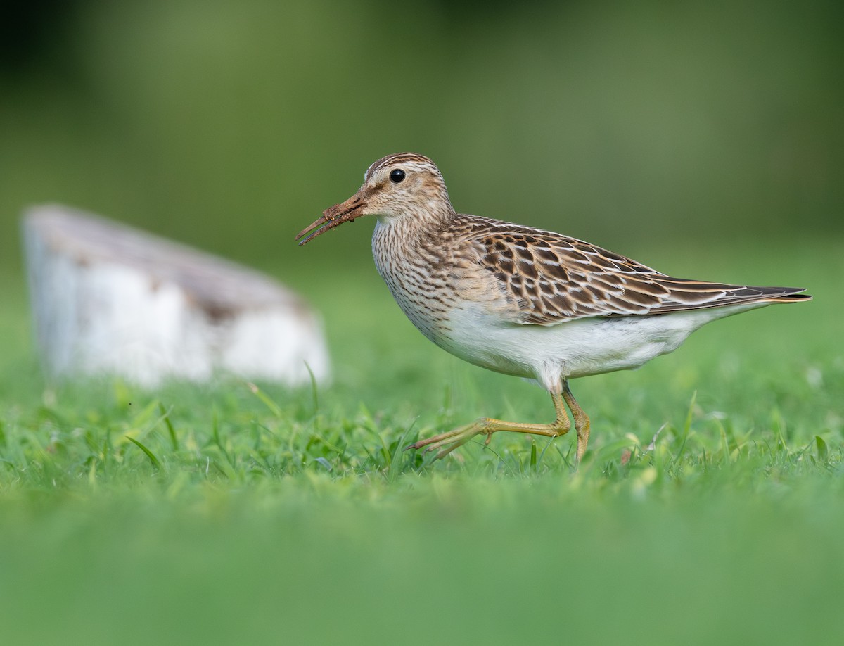 Дутыш - ML645577824