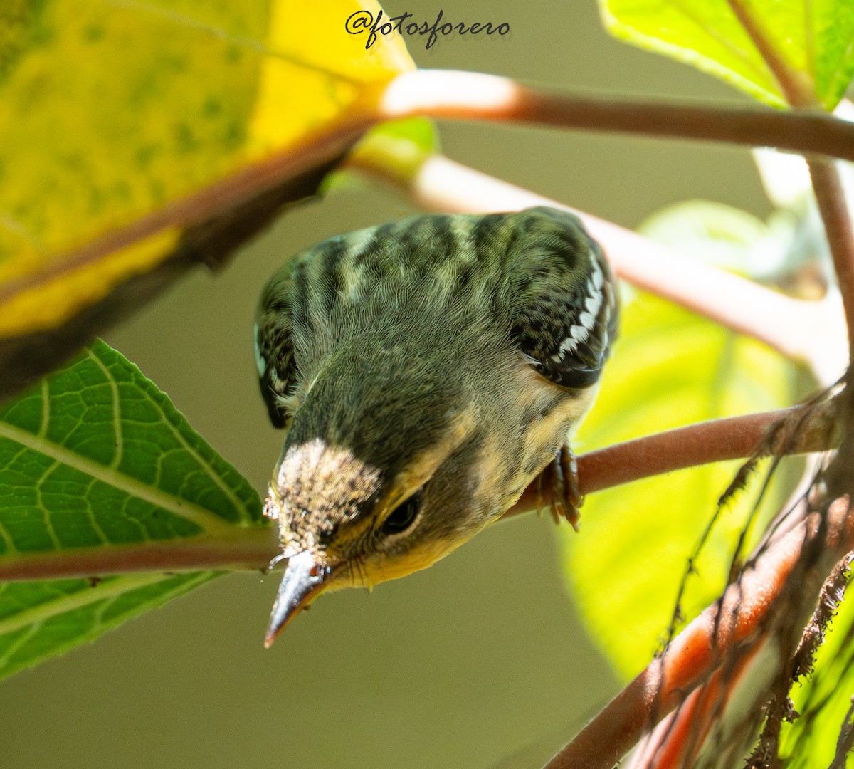 Blackburnian Warbler - ML645577825