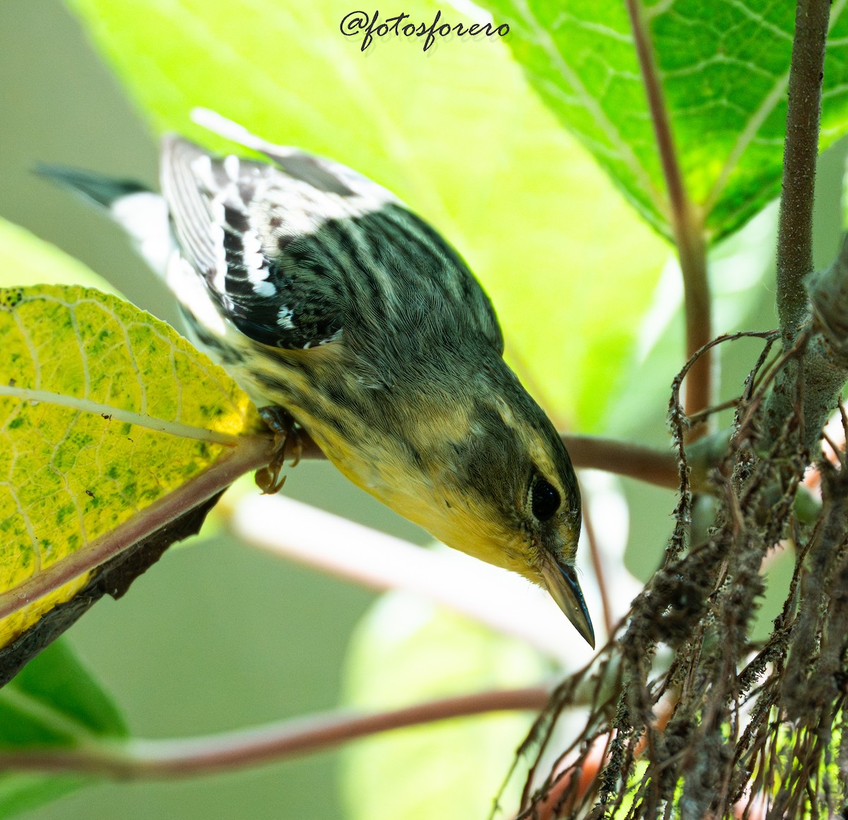 Blackburnian Warbler - ML645577826