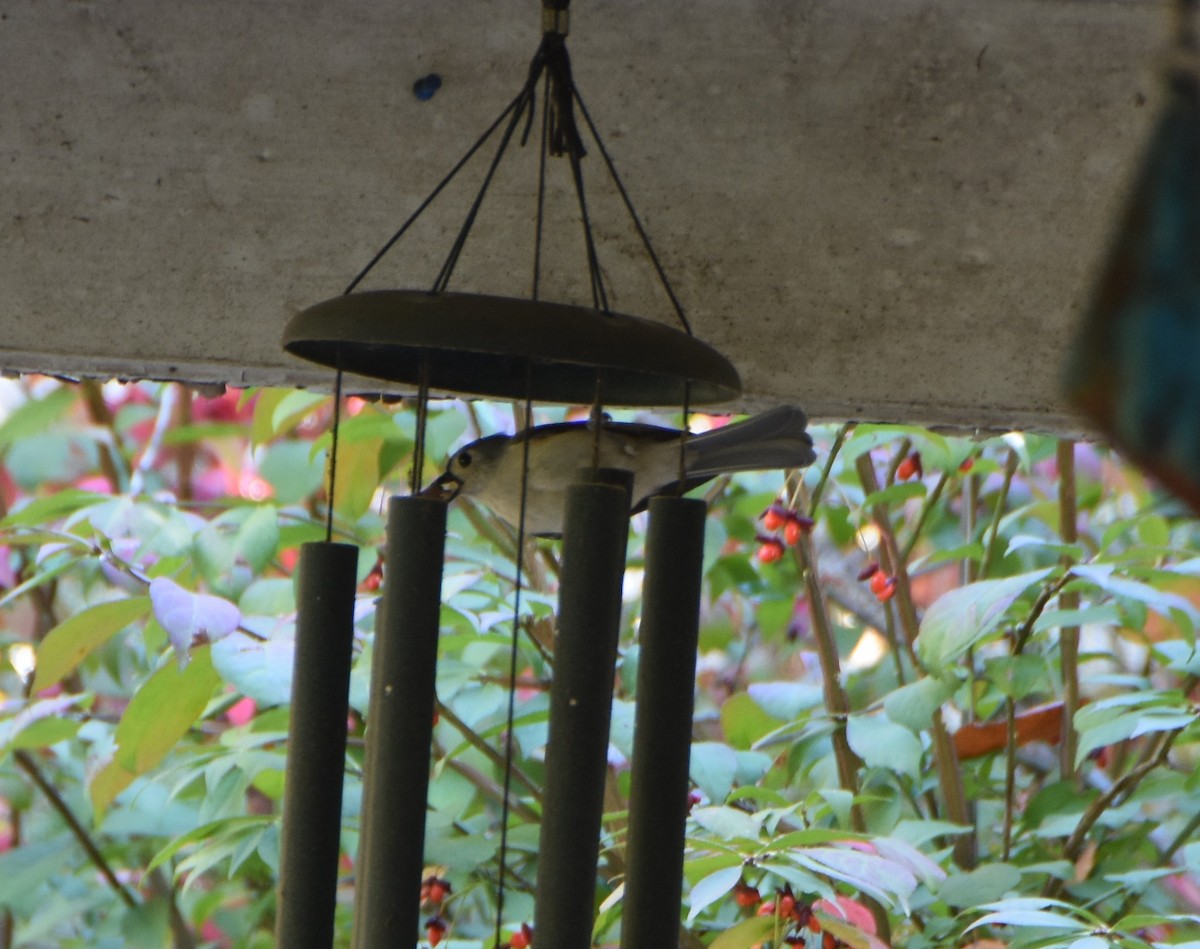 Tufted Titmouse - ML645577833