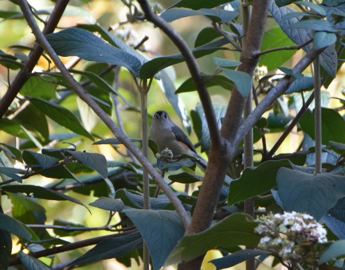 Tufted Titmouse - ML645577834