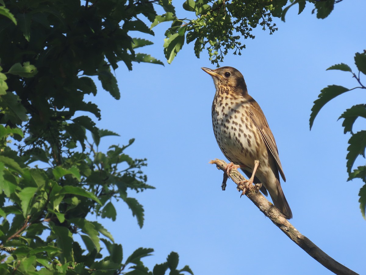 Birigarro arrunta - ML645577835