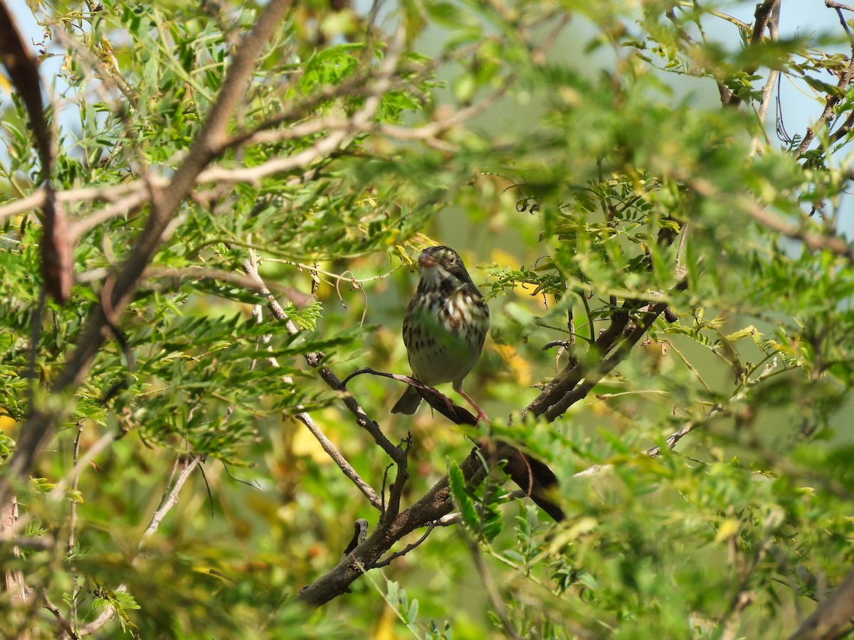 גיבתונית ערבות - ML645577837