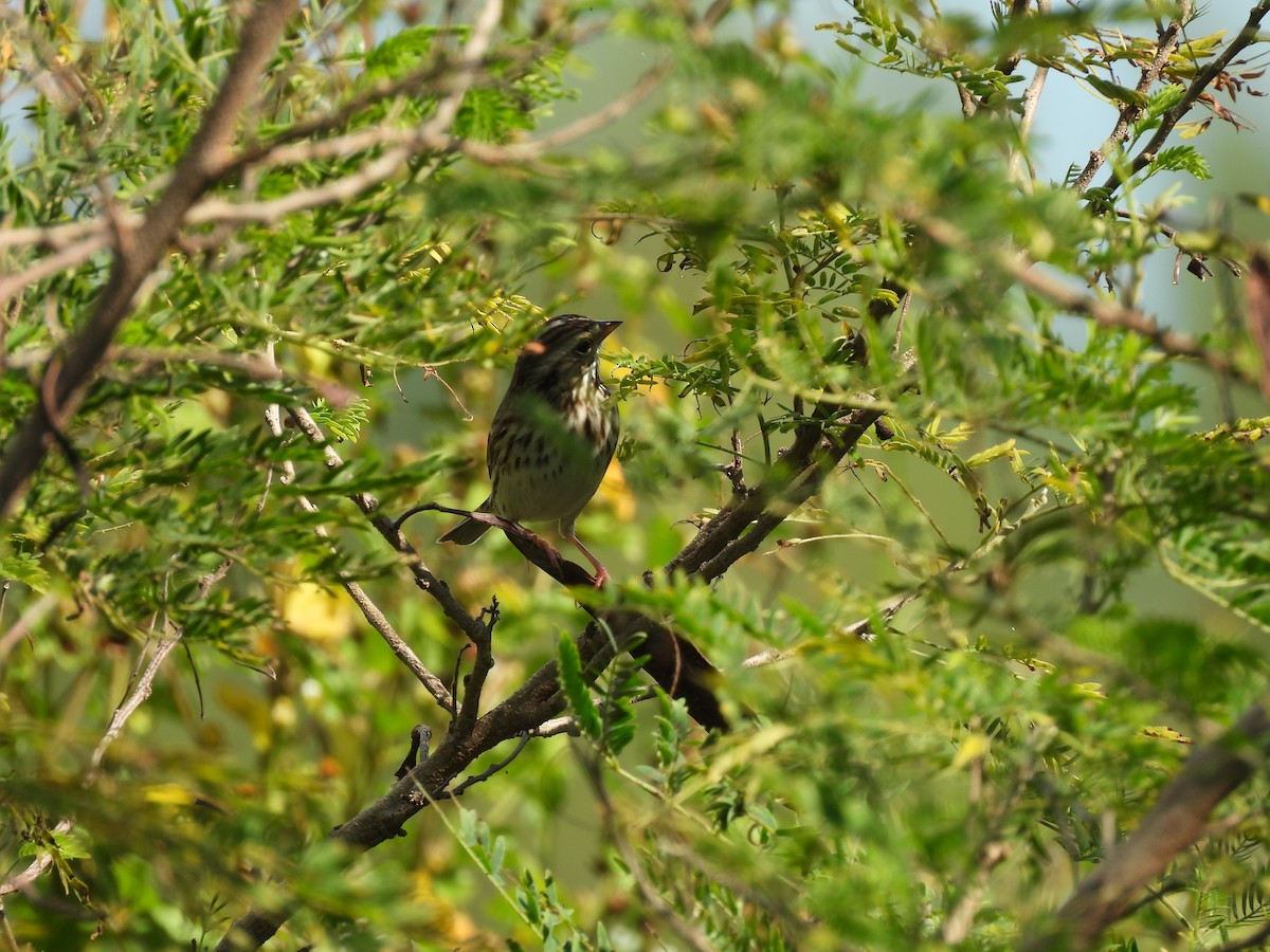 גיבתונית ערבות - ML645577838