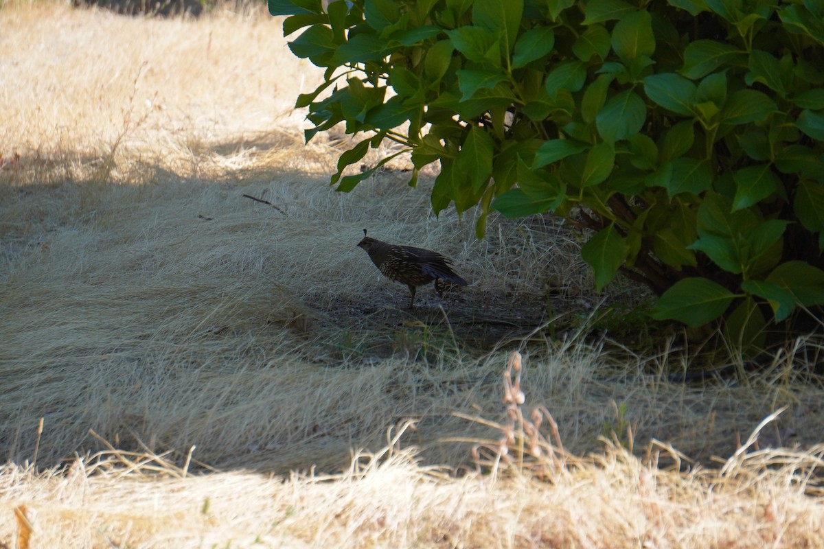 California Quail - ML645577840