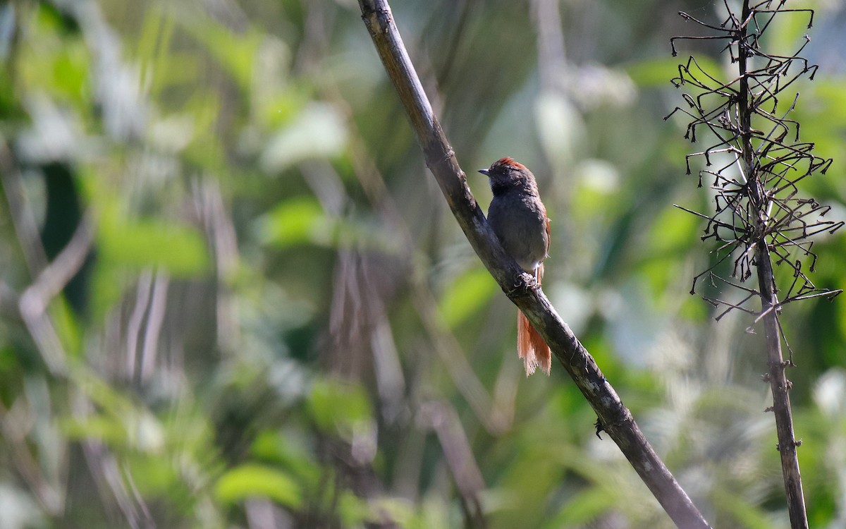 Sooty-fronted Spinetail - ML645577847