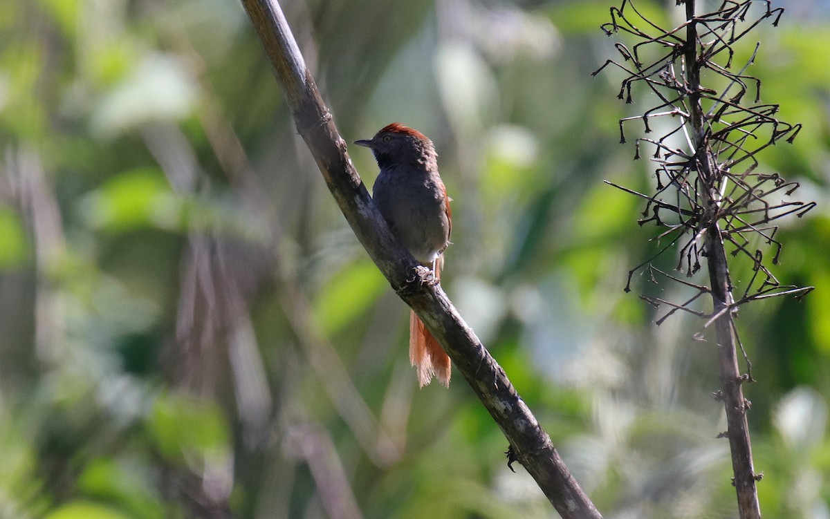 Sooty-fronted Spinetail - ML645577848