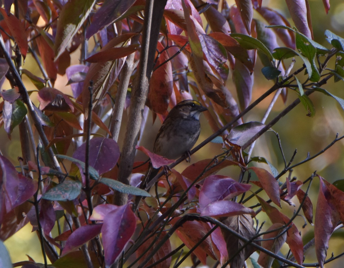 White-throated Sparrow - ML645577852