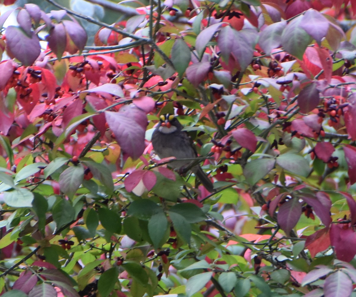White-throated Sparrow - ML645577853
