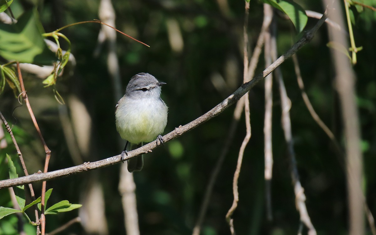 White-crested Tyrannulet - ML645577868