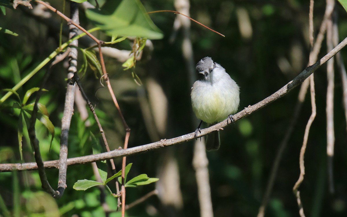 White-crested Tyrannulet - ML645577869
