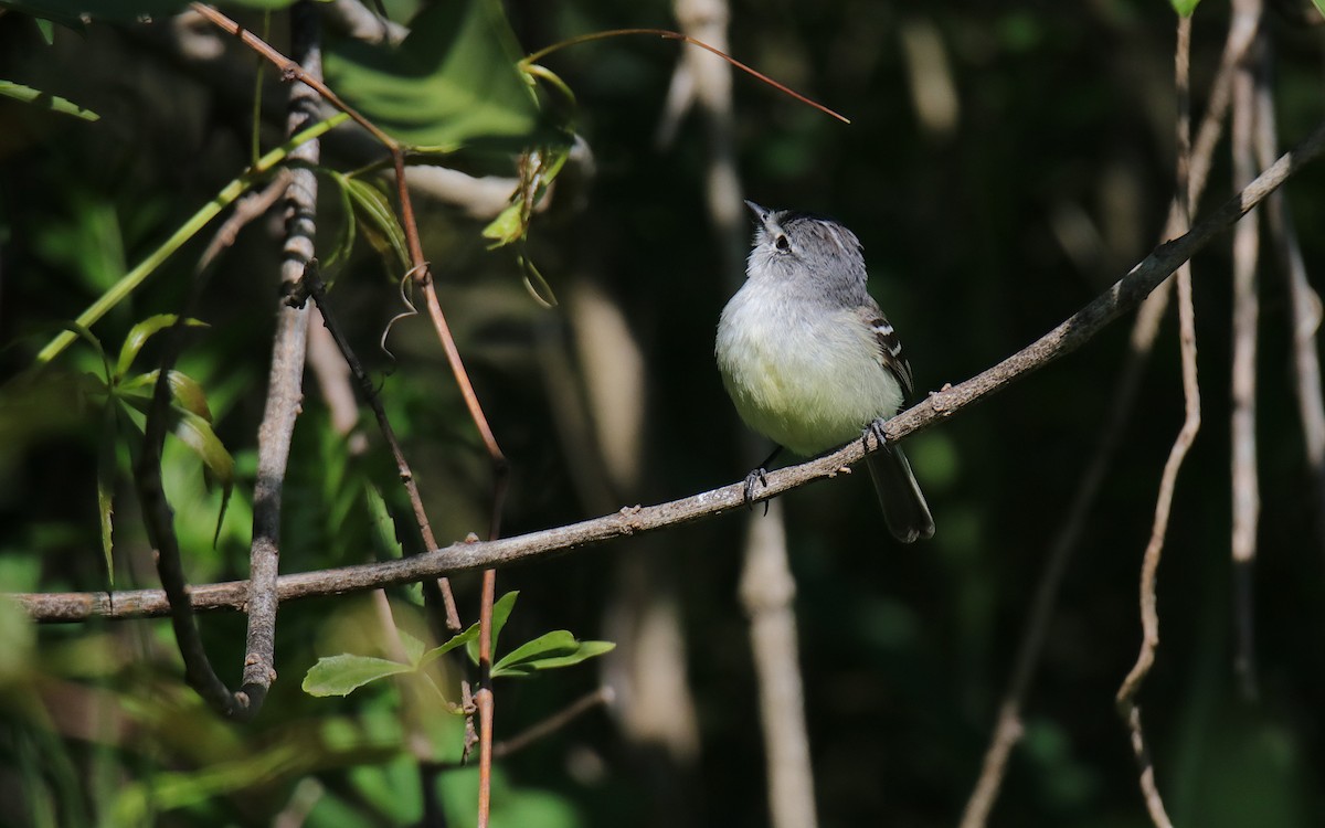 White-crested Tyrannulet - ML645577870