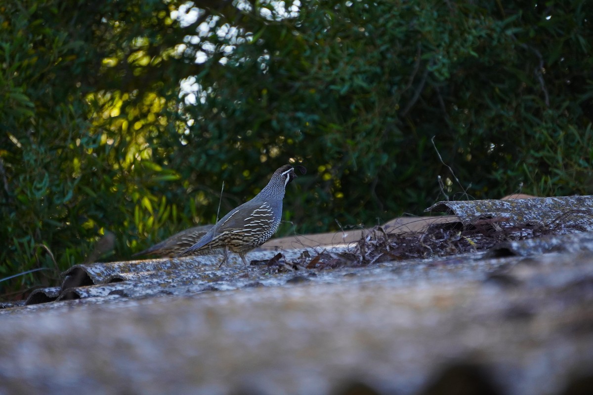California Quail - ML645577873