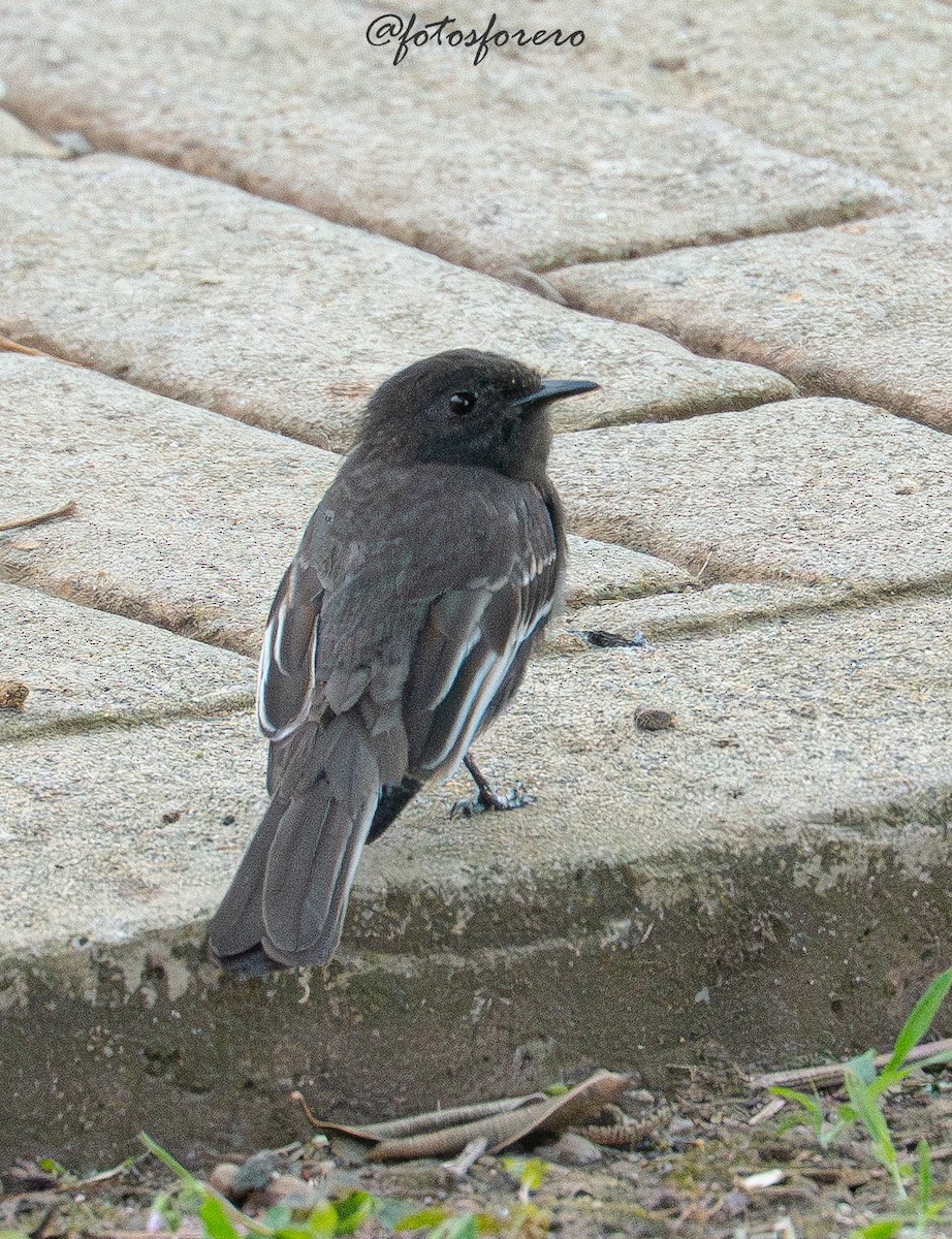Black Phoebe - ML645577877
