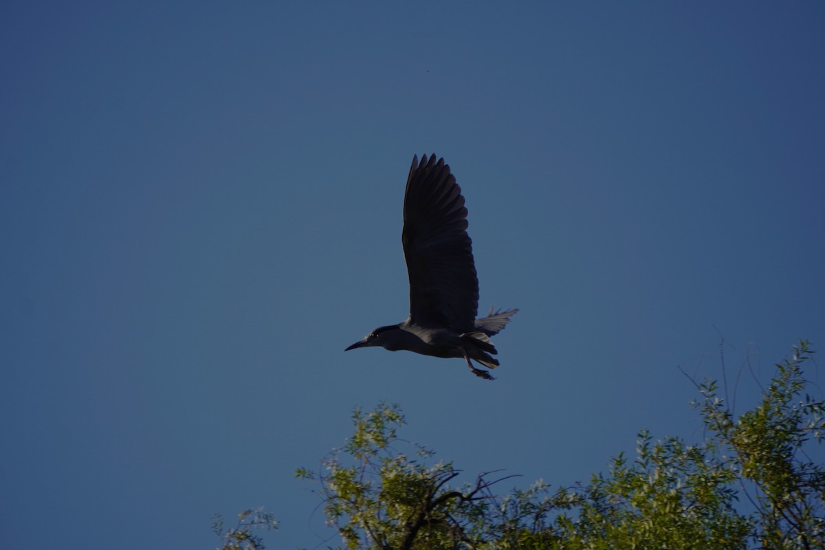 Black-crowned Night Heron - ML645577882