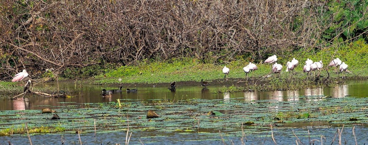 Rosalöffler - ML645577883