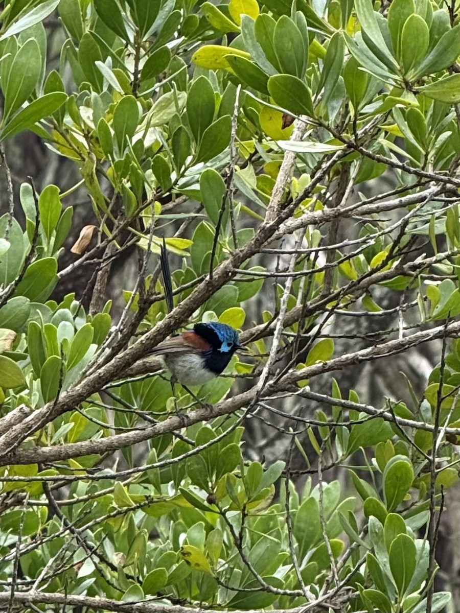Variegated Fairywren - ML645577884